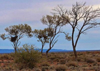Eagles nest just north of Lyndhurst