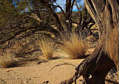 Bushland in the Ochre deposit near Lyndhurst