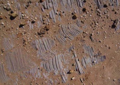 Creekbed fossil site.