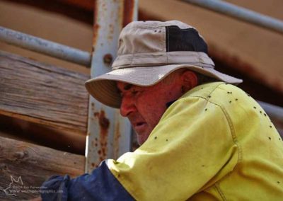 The flies are a menace