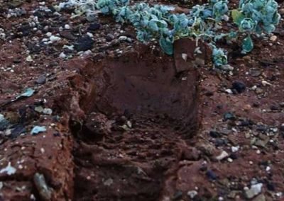 Test of Cricket Pitch prior to the match