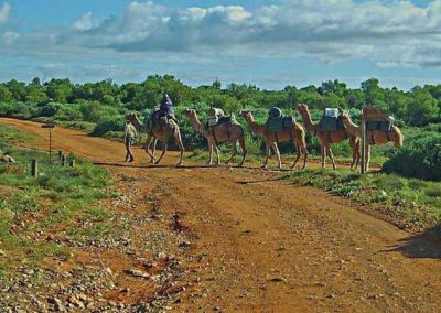 New arrivals in Farina