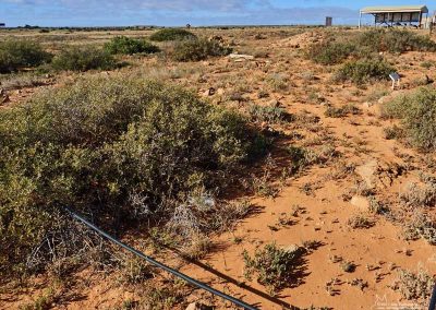 Niter bushes on the Napier site
