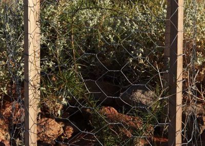 Individual plant - early 2006