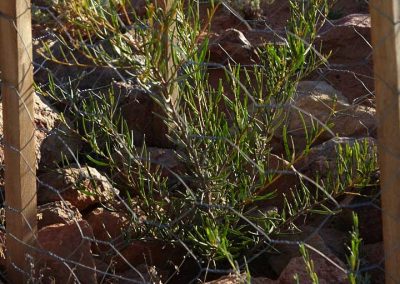 Mulga seedling - early 2006
