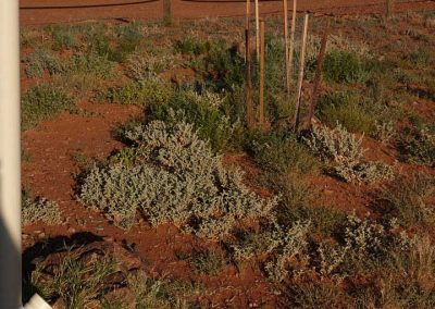 Looking West at the Northern side of the Information pergola - early 2006