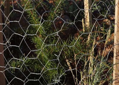 Another seedling doing well - early 2006