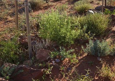 Natural germination on adjacent ground - early 2006