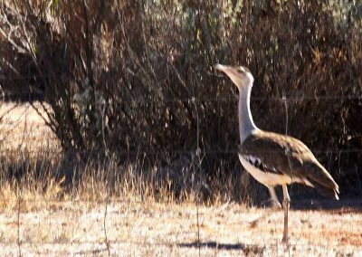 One of a group of Bustards near the camp grounds.