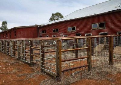The holding yards for newly shorn sheep
